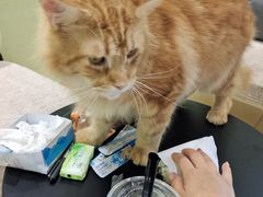 -藏猫猫咖啡主题馆(中央大道店)