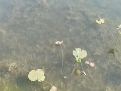 -暨阳湖生态园