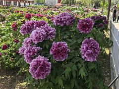 -曹州百花园