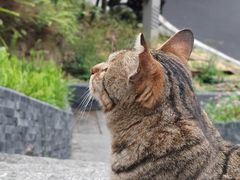 -广州市帽峰山景区