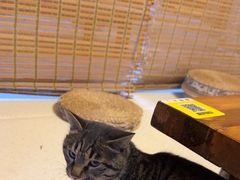 -巧婆婆特色东北菜·铁锅炖