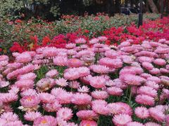 -荔湾湖公园