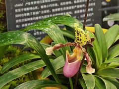 -国家植物园南园