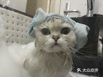 今天来了一个超级可爱的猫咪小朋友到店里洗澡