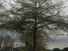 -东莞植物园