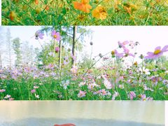 -广富林郊野公园