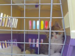 -小猫来了·猫舍(红山六九七九店)