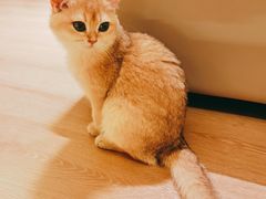 -猫腻·猫咖·撸猫馆(星光大道店)