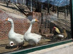 -北京鹿世界主题园