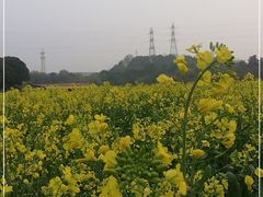 -八卦田遗址公园