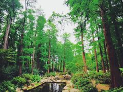 -上海共青森林公园