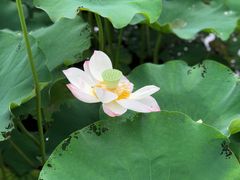 -洪湖家庭农场·团建·露营·会议