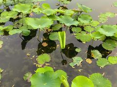-莲花池公园