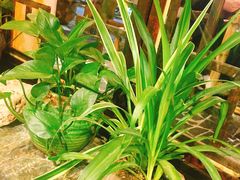 -可可大虾武汉土菜大排档(万松园1店)