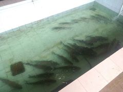 android_upload_pic-佛都笑农庄(清溪店)