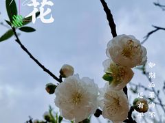 -南国桃园旅游度假区