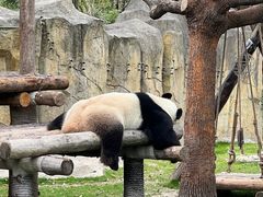 -上海野生动物园