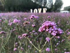 -紫海香堤香草艺术庄园