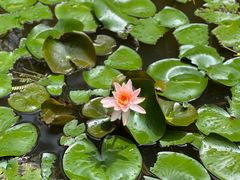 -深圳国际园林花卉博览园