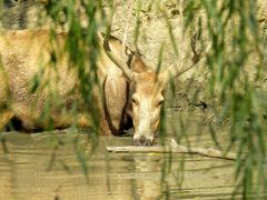 景点-溱湖国家湿地公园