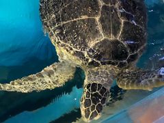 -烟台海昌鲸鲨海洋公园