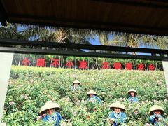 -亚龙湾国际玫瑰谷