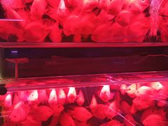 -花鸟鱼虫鲜花绿植市场(玉泉路店)