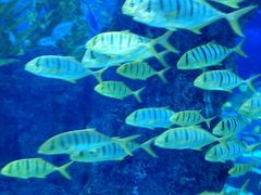 -芜湖新华联大白鲸海洋公园