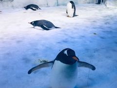 -芜湖新华联大白鲸海洋公园