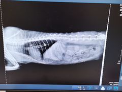-萌兽医馆·犬猫专科·眼科中心·宠物医院(朝阳门分院)