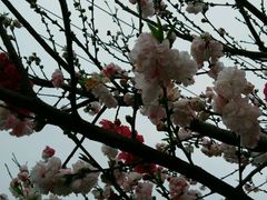 -南汇桃花村