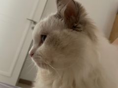 -钦宠·猫咪售卖·洗护·寄养(东圃旗舰店)