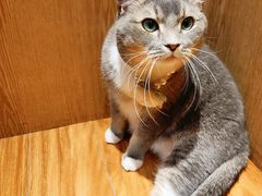 -MOCHA明星猫咖(田子坊店)