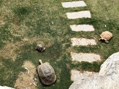 -广东惠东海龟国家级自然保护区