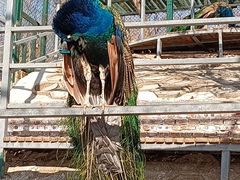 -北京鹿世界主题园