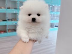 -萌宠之家·腊肠犬·马尔泰·小体犬舍