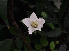 -杭州植物园