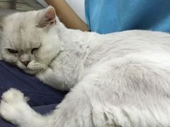 -凯特喵百思猫专科医院