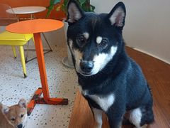 -喜柴咖啡·柴犬狗咖
