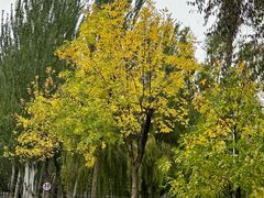 -伊犁河景区