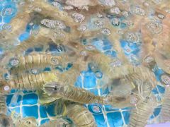 -四川人郑霞海鲜