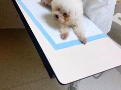 -谐和贝康宠物医院24小时·宠保定点(急重症转诊中心)