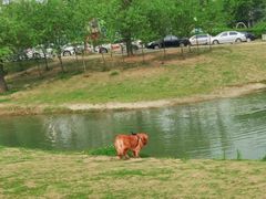 -两河城市森林公园