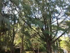 -广东惠东海龟国家级自然保护区