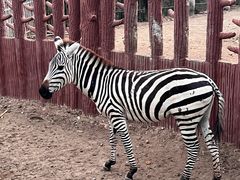 -清迈夜间动物园