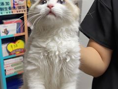 -lincat·猫舍(广州店)