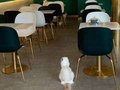 -飞行喵MR PILOT|猫舍·猫咖(静安大融城店)