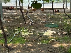 -马陆小张葡萄园农家乐