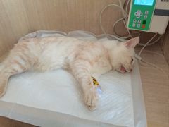 -北京观赏动物医院·24小时大型综合·猫专科·异宠专科