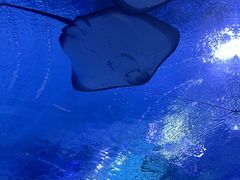 -海合安武汉极地海洋公园